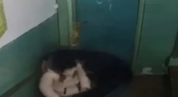 Mide bulandıran iğrenç olay güvenlik kamerasına yansıdı! Küçük kızı taciz eden pis sapık... - 4