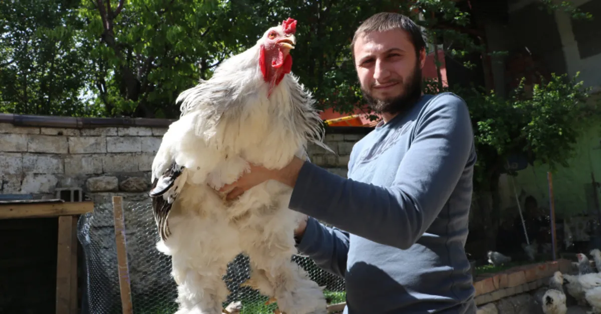 Son dakika: Böylesi görülmedi! Görenler hayrete düşüyor! Dev cüsseli horoz ve tavuklar