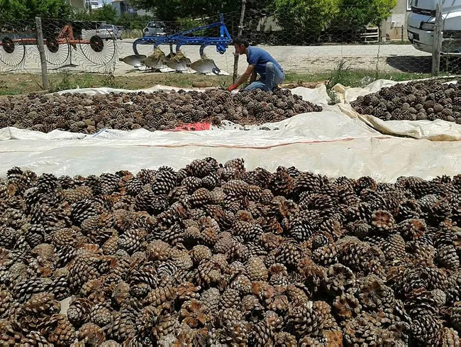 Çanakkale’de motosikletiyle gezerken fark ettiği çam fıstıkları geçim kaynağı oldu - 6