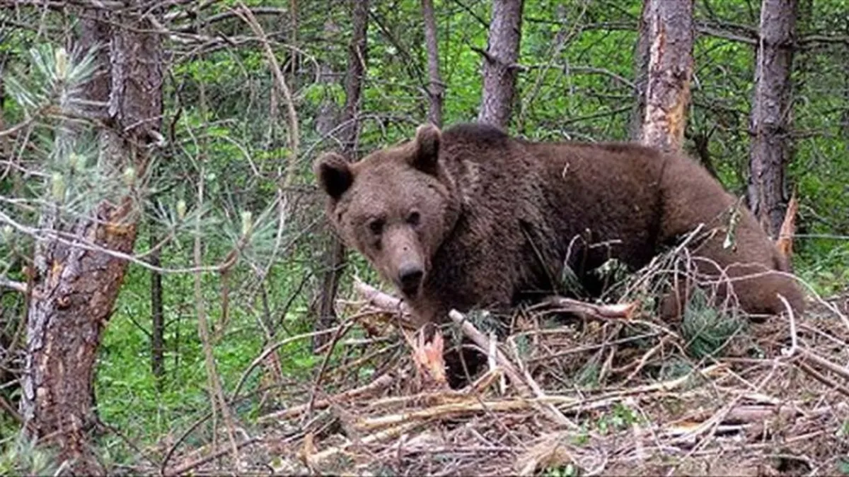 Artvin'de ayı saldırısı: Köylülerin müdahalesiyle inek kurtarıldı