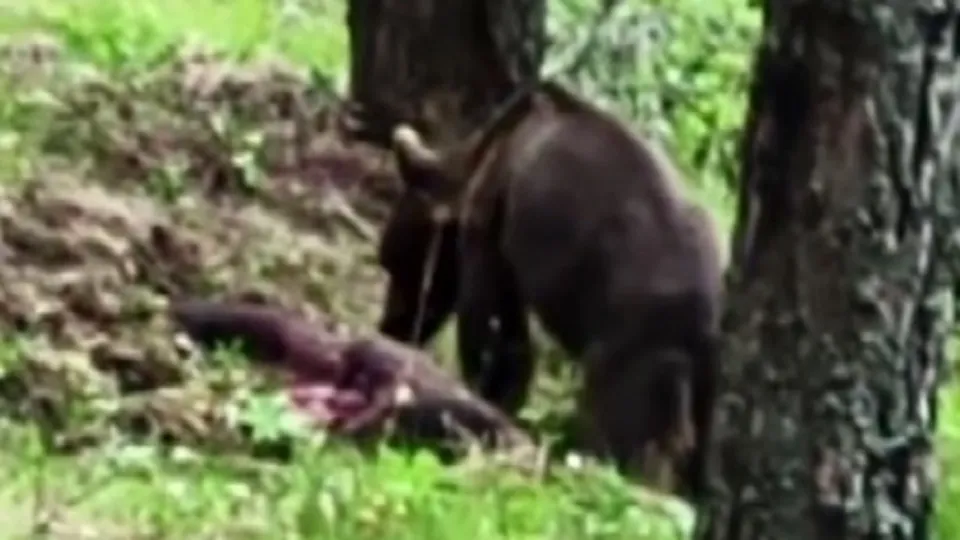 Ormanda avladı! Böyle yedi