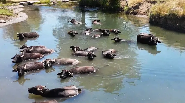Burası Serengeti değil Erzincan Ovası! Sıcaktan bunalan mandaların banyo keyfi - 2