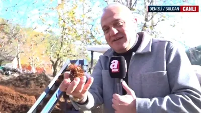 Kestaneler otların altından çıkarılıyor