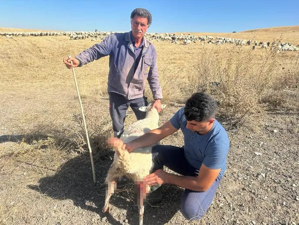 Başkent'te başıboş köpek vahşeti! 50’den fazla küçükbaş hayvanı telef etti! Sürü sahibi isyan etti - 7