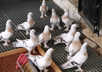 Değerleri 250 bin lira! Gözü gibi bakıyor...