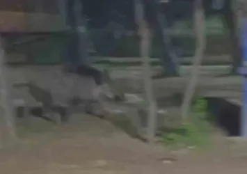 Acıkan yaban domuzu mesire alanına indi