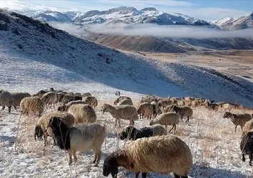 Faraşin Yaylası'nda kar yağışı etkili oldu