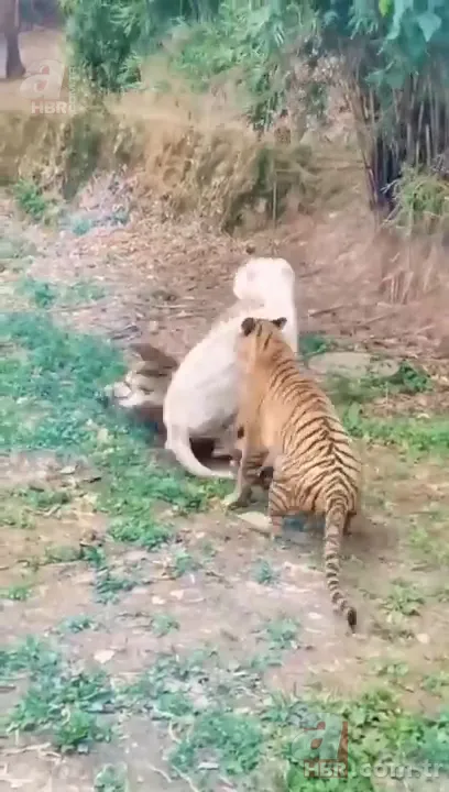 Beyaz aslan ve kaplanın karşılaşması nefesleri kesti! (Aslan Kaplan kavgası) 14
