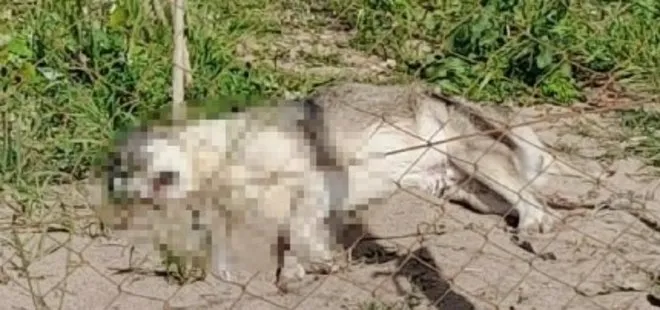 İzmir’de insanlık dışı hareket! 5 köpeği zehirleyerek öldürdüler