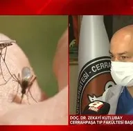 Son dakika: İstanbul’da sivrisinek kabusu! İlaçlara karşı direnç mi kazandılar? Sivrisinekler en çok hangi kan gurubunu hedef alıyor? Uzman isim yanıtladı