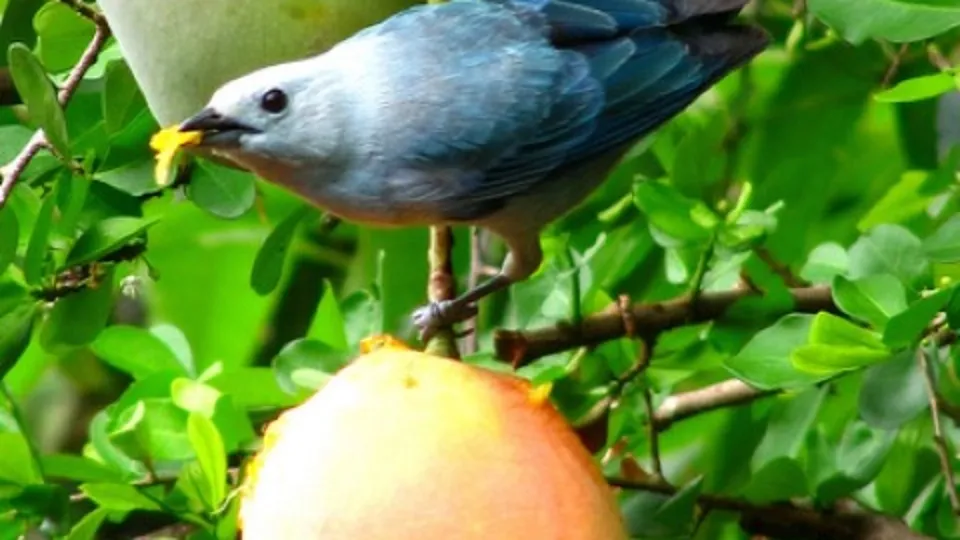 Mango tüm kanser türlerini önler