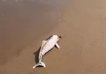 Ölü yunus yavrusu karaya vurdu