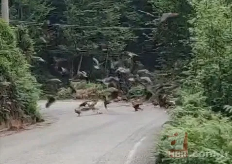 Rize’de sürü halinde ortaya çıktılar! Yavru köpeği mi yediler? 3