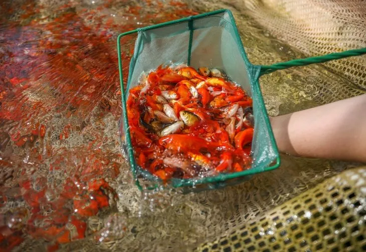 Son dakika | Siparişler kapıda birikti! Çok sayıda ülke kapış kapış alıyor