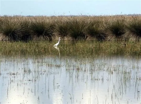 Kızılırmak Deltası Kuş Cenneti’ne girişlere sınırlama