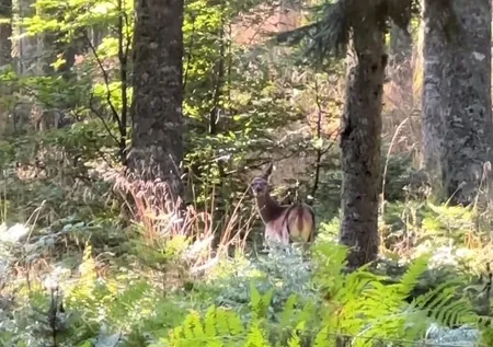 Nesli tükenmekte! Nadir görülen kızıl geyik Bursa'da böyle görüntülendi