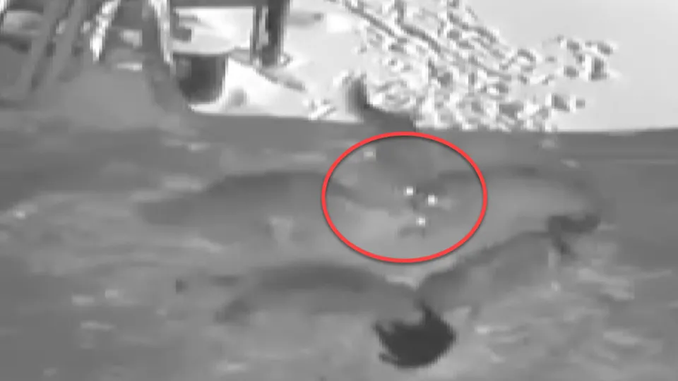 Aç kalan kurt sürüsü sinsice yaklaşıp paramparça etti! Dehşet anları anbean kamerada