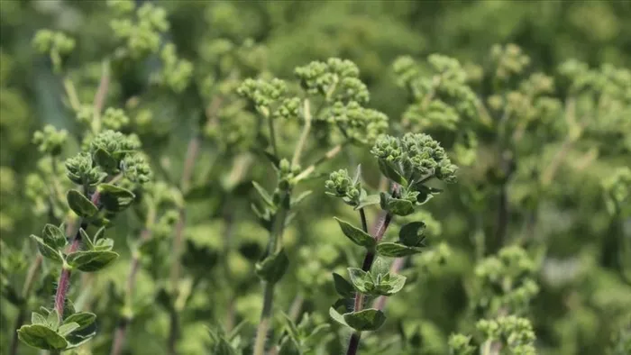 Günde 1 tutam tüketin, kansere savaş açıyor!