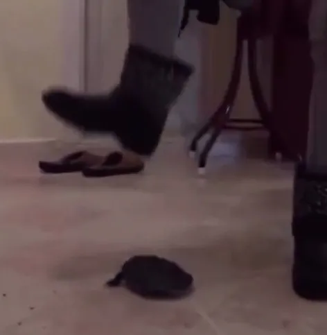 1787571551068.jpeg Vicdansızlığın böylesi! Kaplumbağayı ezerek öldürdü - 3