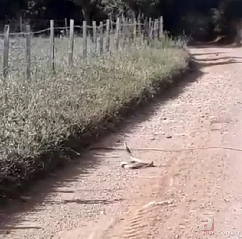 Belgeselleri aratmayan görüntüler Çanakkale’den! Yılanların dansı kamerada 1
