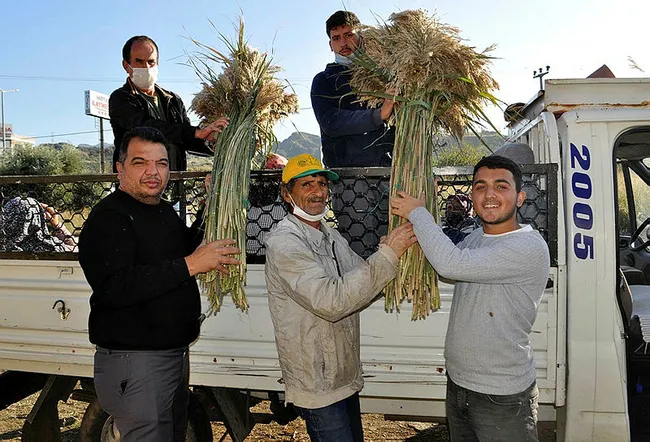 Manisa’da köylülerin topladığı ürünler 4 ülkeye peyzaj ürünü olarak ihraç ediliyor - 6