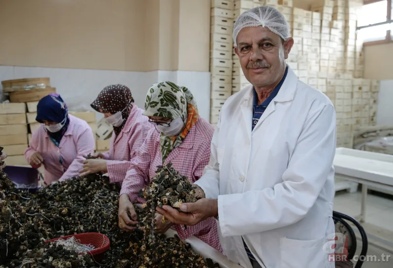 Türkiye'de yetiştirilip Avrupa'ya gönderiliyor! Kilosu 250 avroya satılıyor... 5