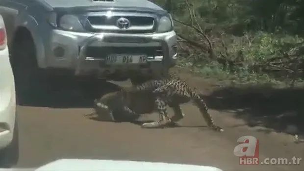 Zürafa aslanlara yem olmaktan kurtulamadı! Vahşi doğanın acımasız yüzü 14