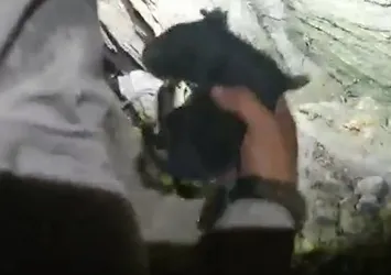 Jandarma yangın nedeniyle ayrı kalan anne köpek ve yavrularını kurtardı