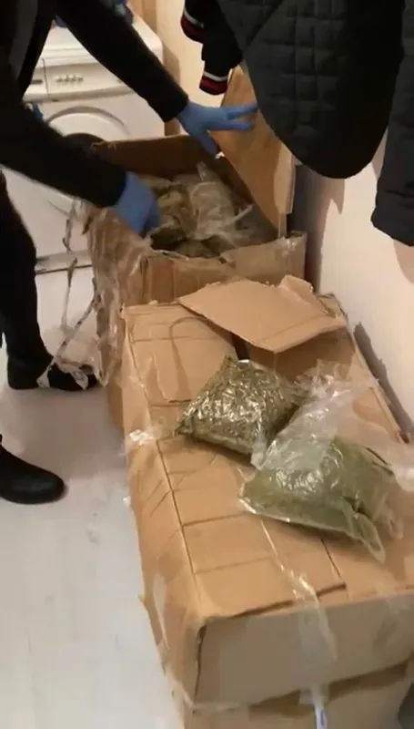 İstanbul’da dev bonzai operasyonu: 74 kilogram ele geçirildi