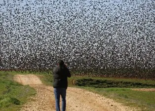 Mardin'de tarlalara akın eden kuşlar gökyüzünü kapattı