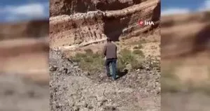 Patnos’ta zehirli yılan paniği