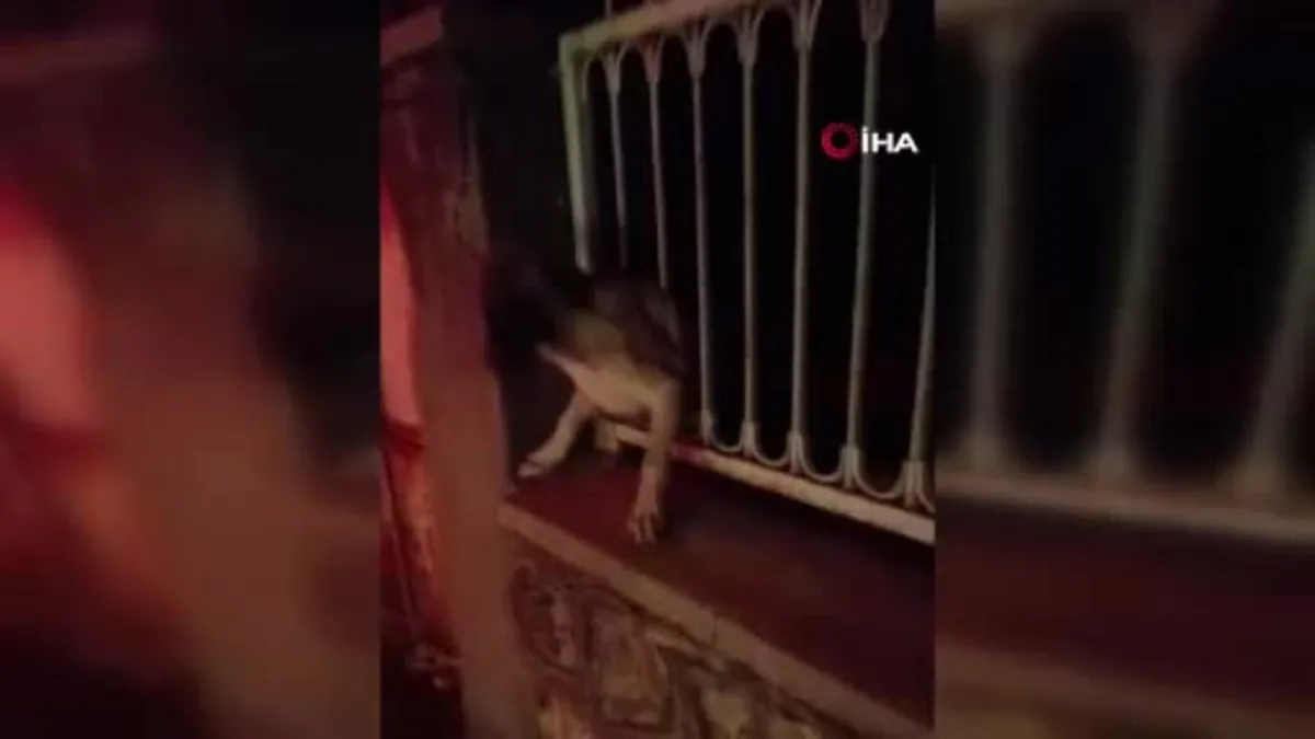 Korkuluklara sıkışan köpek kurtarıldı