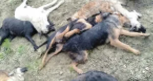 Bilecik’te köpek katliamı! 4 şüpheli yakalandı