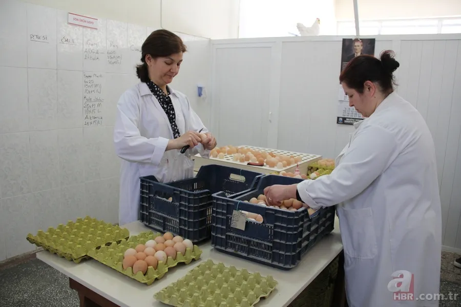 Çocuğunun yumurta alerjisi, anneye tavuk çiftliği kurdurdu 11