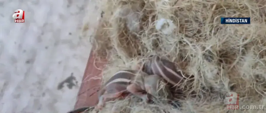 Kapıdan gelen sesler üzerine dışarıya çıkınca şoke oldu! İplik sarılı yumakta... 5