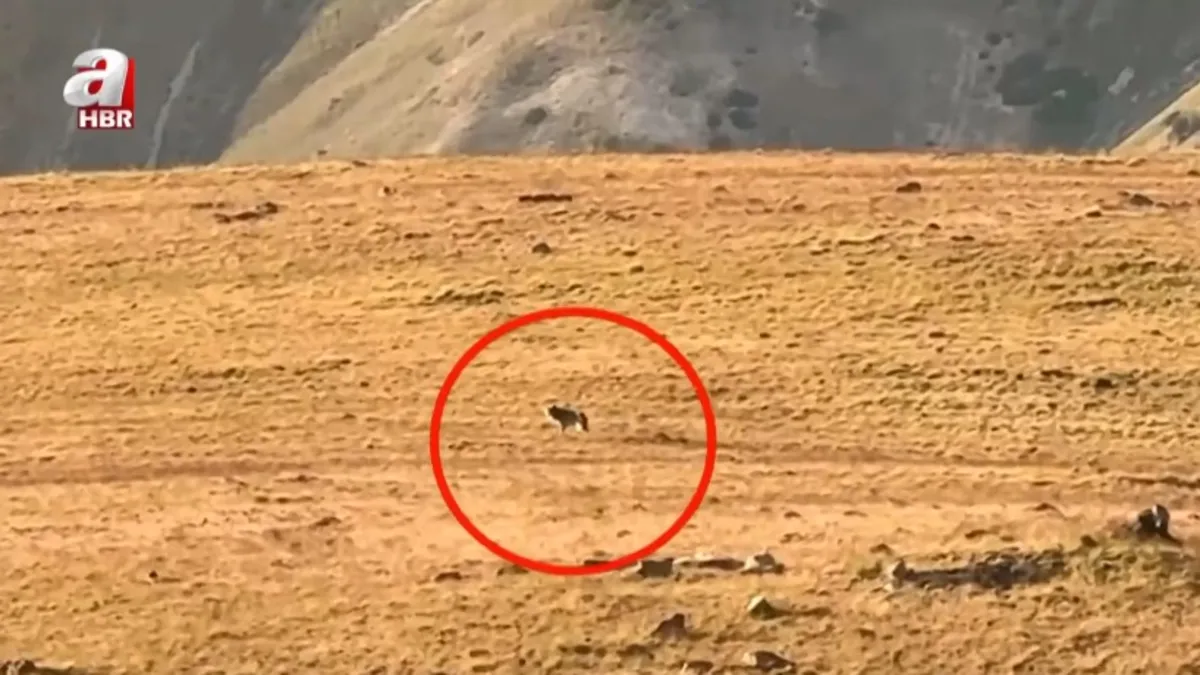 Sürüden kuzu kapmaya çalışan kurt kamerada