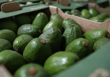 Günlerce beklemenize gerek kalmıyor! Avokadoları 3 dakika içinde yumuşatıyor...