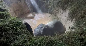 Çukura düşen fil böyle kurtarıldı