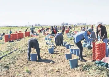 Soğan fiyatları hızla düşecek!