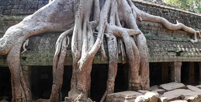 Dünyanın en etkileyici ağaçları - 1