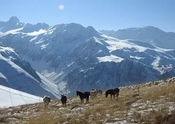 Munzur Dağları'nda doğanın özgür atları