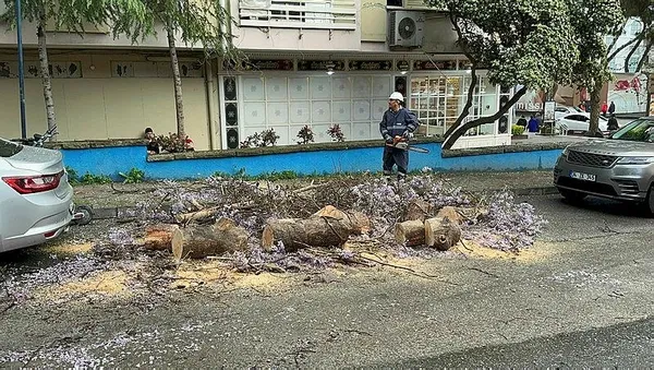 1682096976320.jpeg Kadıköy'de facia ucuz atlatıldı! Çürüyen ağaç devrildi - 1