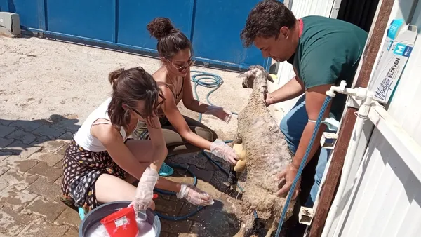 Baş Belası’nın yıldızı İrem Helvacıoğlu’ndan orman yangınında zarar gören hayvanlara yardım eli