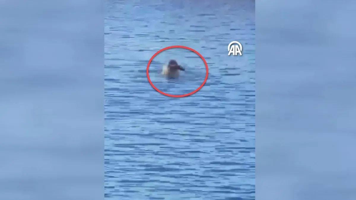 Belgeselleri aratmayan görüntüler Bodrum'dan! Akdeniz foku böyle balık avladı