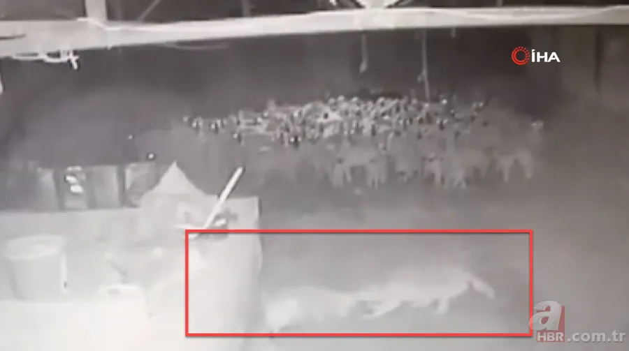 Ağıla girince şoke oldu! Kaçarken tekrar saldırdı… Tek tek saldırıp böyle dehşet saçtı 13