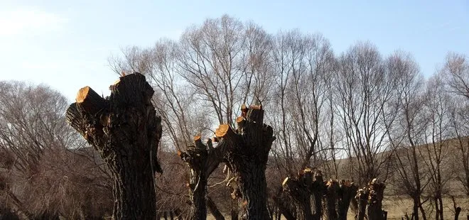 Sivas’ta köylüler kışlık odunu temin etmek için bu yöntemi kullanıyor! Görenler şaşkına dönüyor
