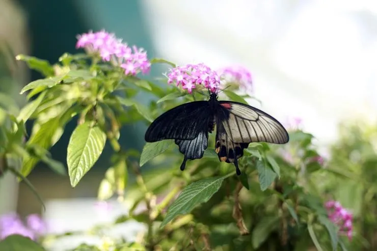 Bu kelebek çift cinsiyetli - 1