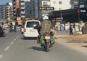 Trafikte şaşkına çeviren manzara! Kucağında götürdü