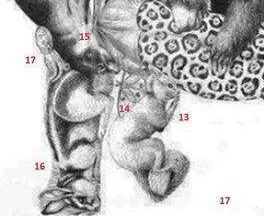 Zeka testi: Resimde kaç hayvan var? 30 saniyede bulamayanlar eleniyor 11