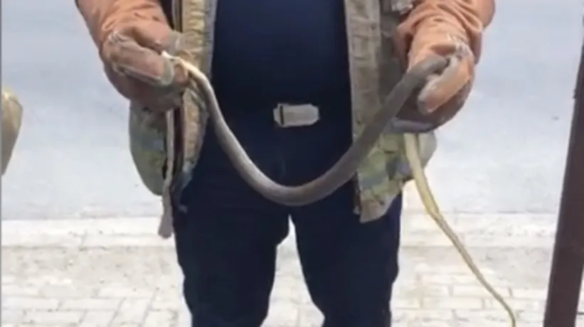 İstanbul’da yılan paniği! Boyu 2,5 metreyi buluyor ama zehirsiz | 3 ilçeye uyarı